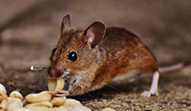 exotic-pet-enclosure-pest-control Experts in Drifton